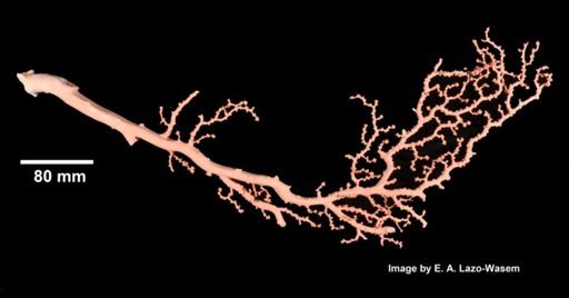 Paragorgia coralloides