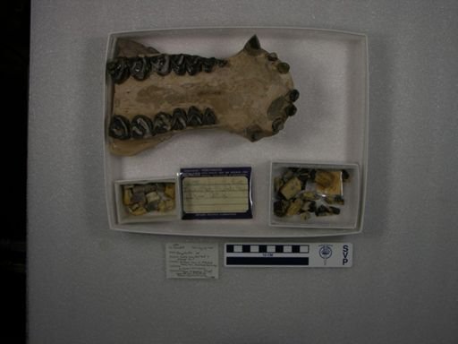 Coryphodon sp.