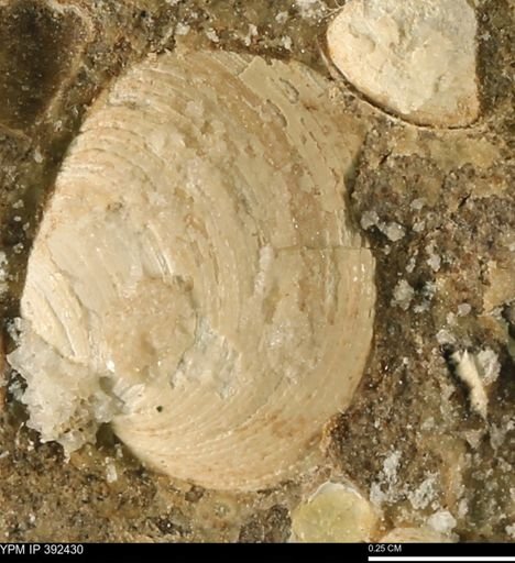 Protocardia subquadrata