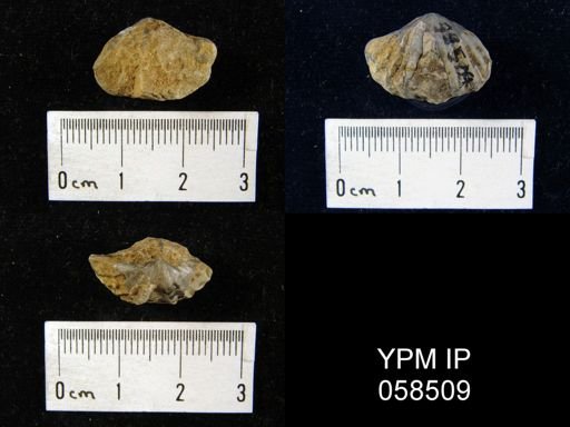 Megakozlowskiella perlamellosa