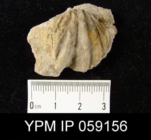 Spirifer murchisoni