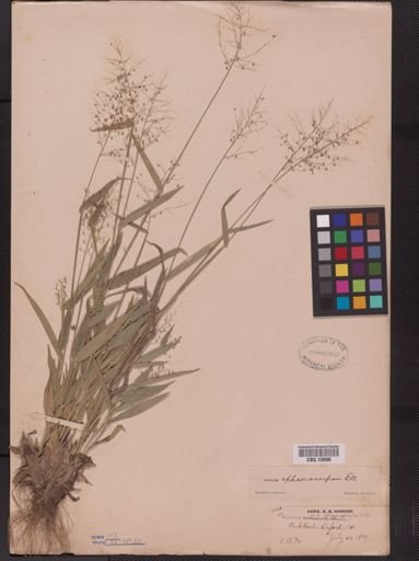 Panicum sphaerocarpon