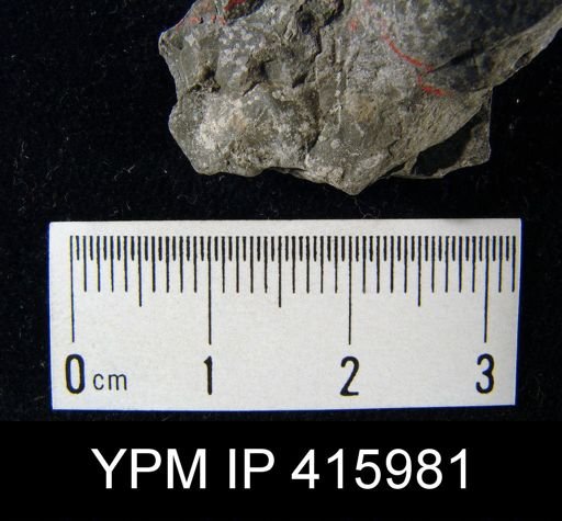 Chonetes geinitzianus