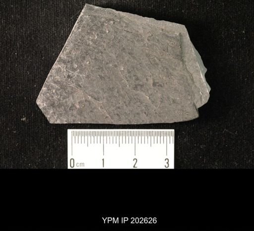 Viriatellina fuchsi