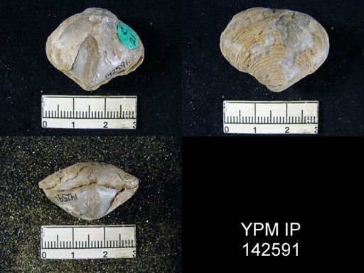 Athyris subexpansa