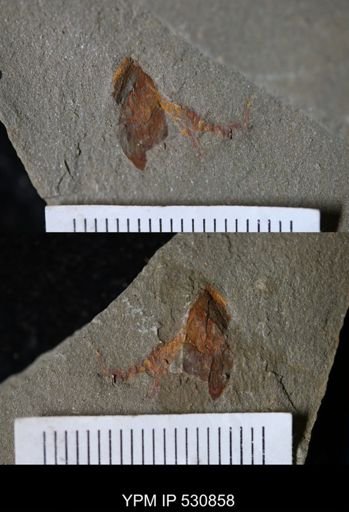 undet. Xiphosurida