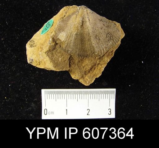 Syringothyris sp.