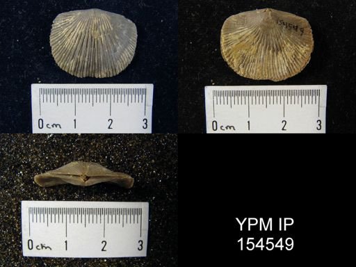 Dinorthis sp.
