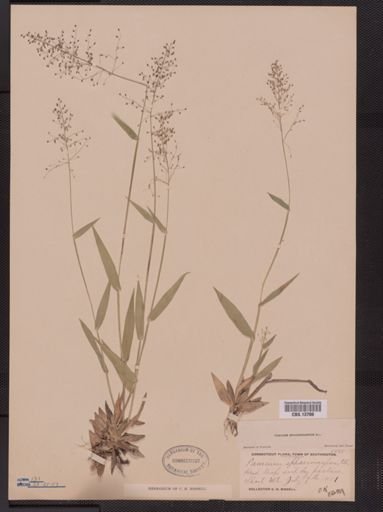 Panicum sphaerocarpon