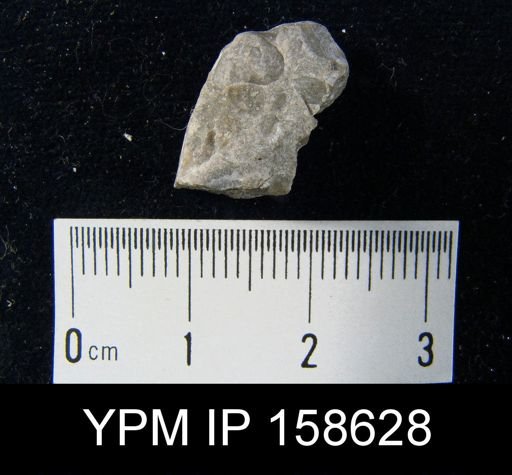 Clorinda sp.