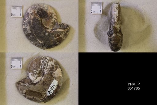 Hoploscaphites nicolletii