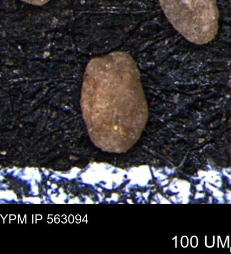 Miliammina manitobensis