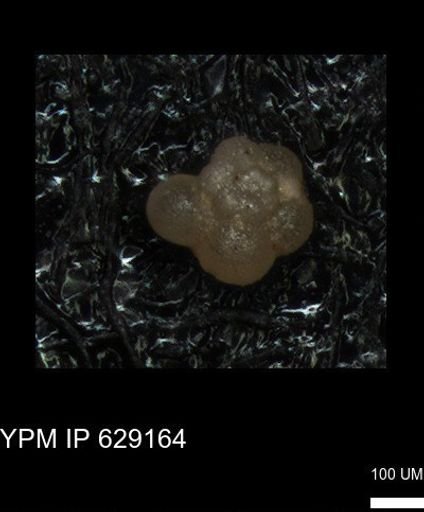 undet. Rugoglobigerinidae