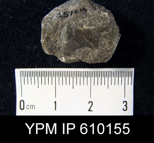 Aporthophyla?