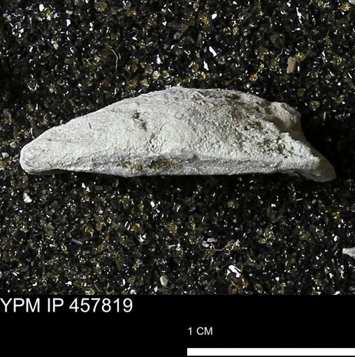 Strophodonta sp.