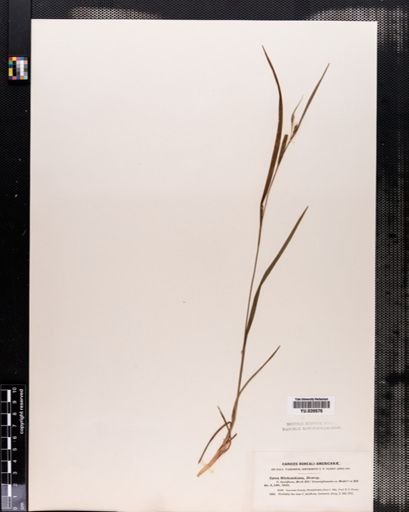 Carex hitchcockiana