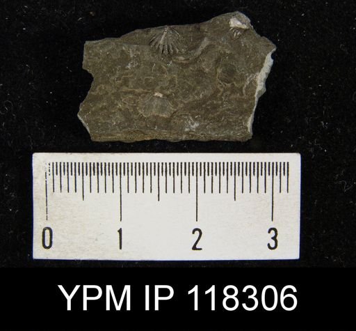 Camarotoechia nucula planosugosa