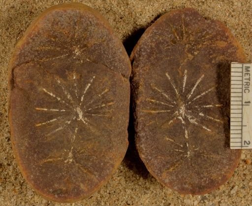 Annularia