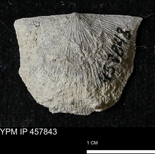 Strophodonta sp.