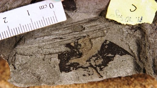 Rhizophora? doctrinalis