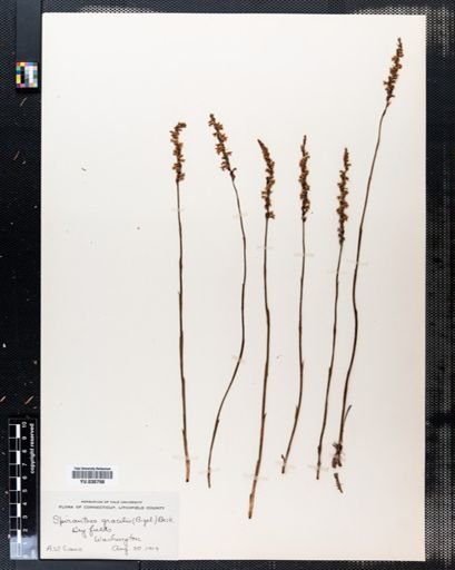 Spiranthes gracilis