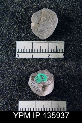 Spirigerella derbyi