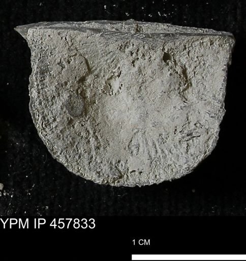 Strophodonta sp.