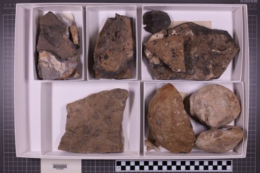 mixed taxa, stratigraphic collection