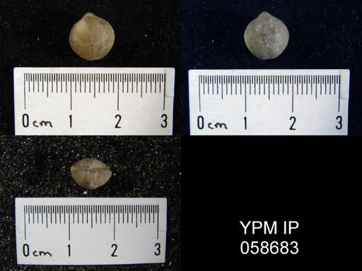 Nucleospira ventricosa
