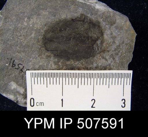 Dignomia alveata