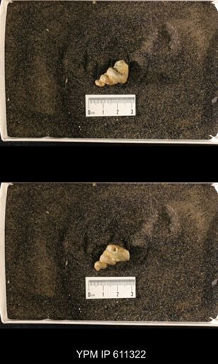 Lophospira carinata