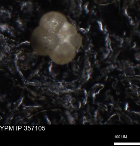 undet. Foraminiferida