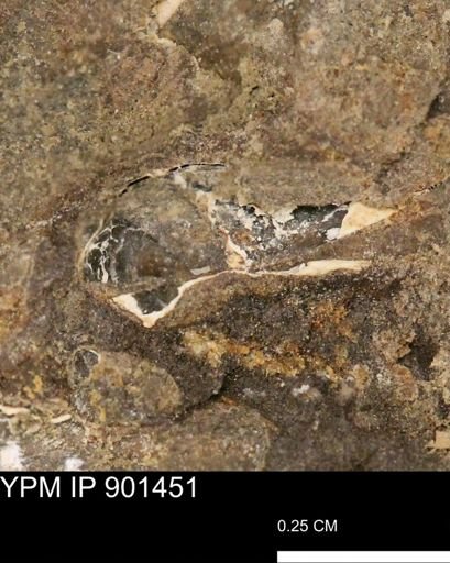 undet. Mollusca