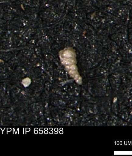 Verneuilinoides kansasensis