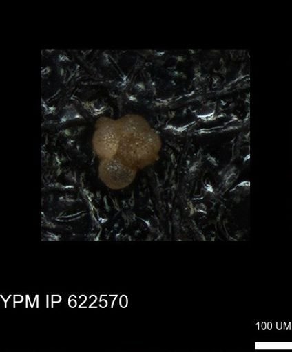 undet. Rugoglobigerinidae