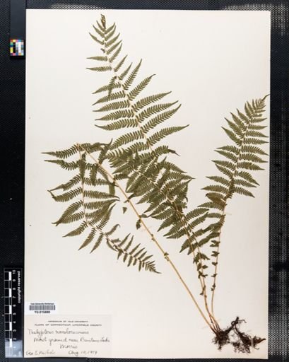 Thelypteris noveboracensis