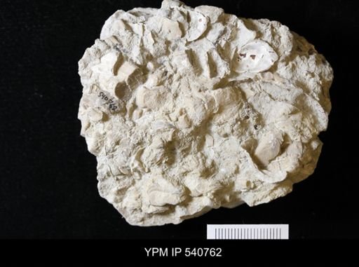 Inoceramus sp.
