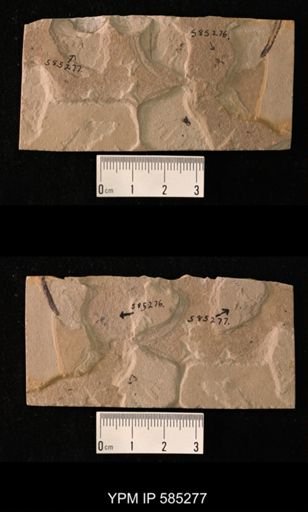undet. Coleoptera