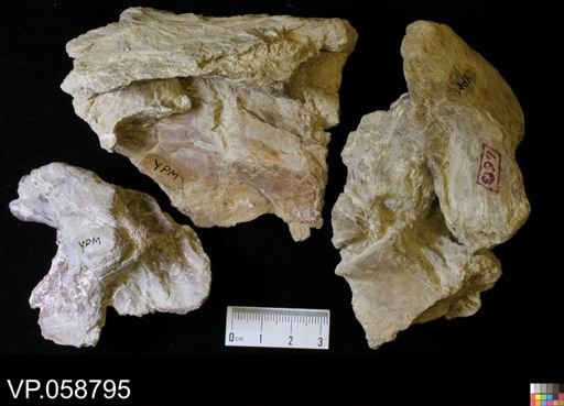 undet. Actinopterygii