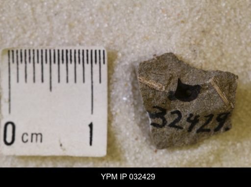Hoploscaphites nicolletii