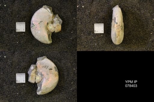 Hoploscaphites nicolletii