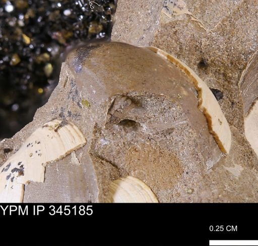 Limopsis striatopunctatus