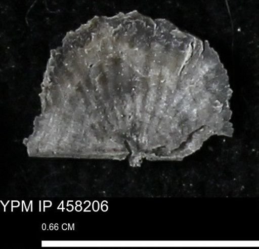 Chonetes mucronatus