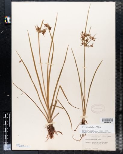 Cyperus dentatus