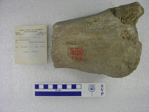 Mammuthus columbi