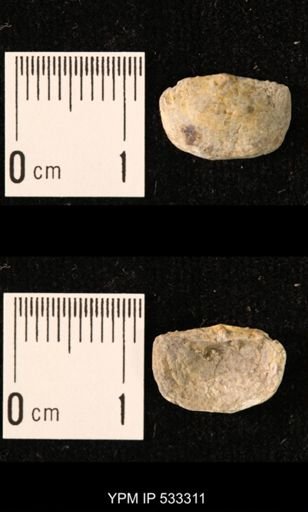Chonetes sp.