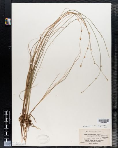 Carex canescens