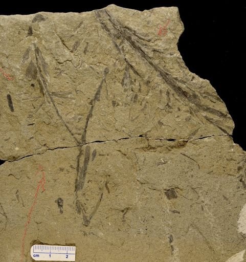 Archaeopteris