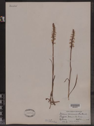 Ibidium cernuum