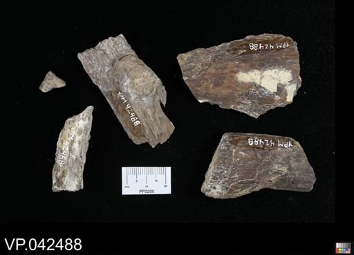 undet. Actinopterygii